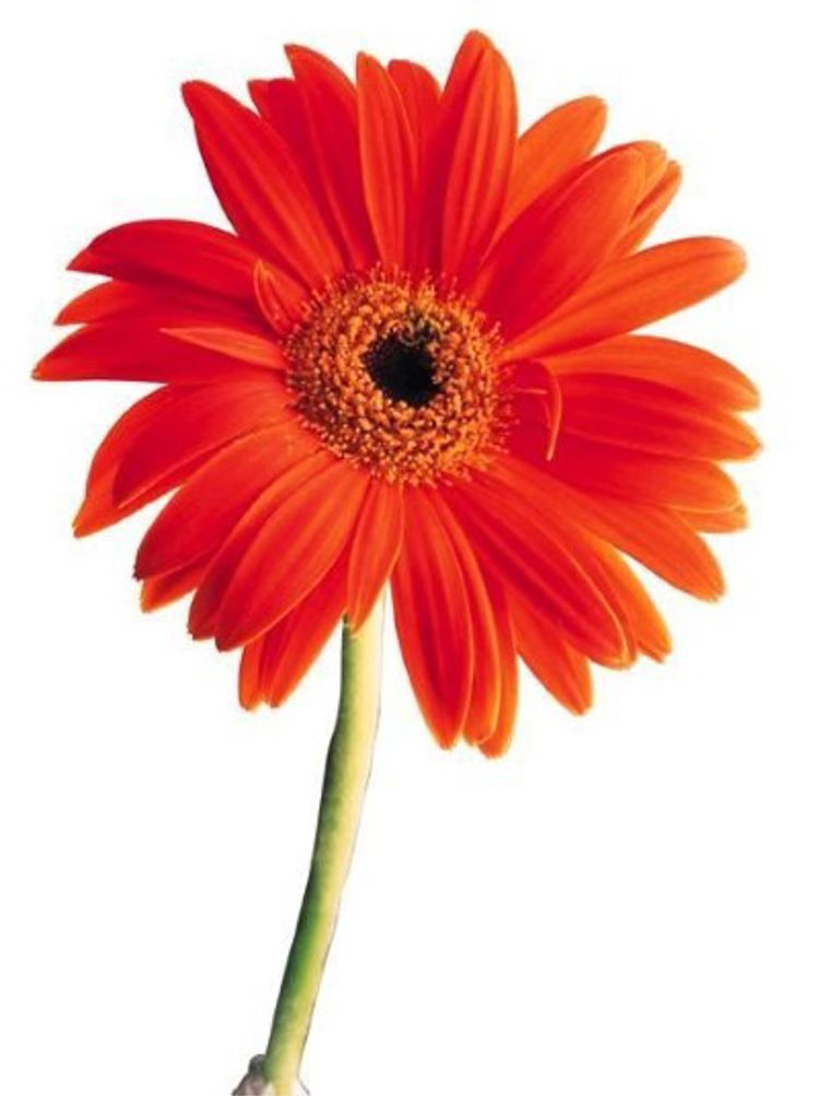 Blomst